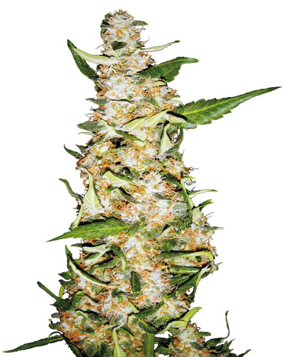 Skunk #1 Automatic Sensi Seeds