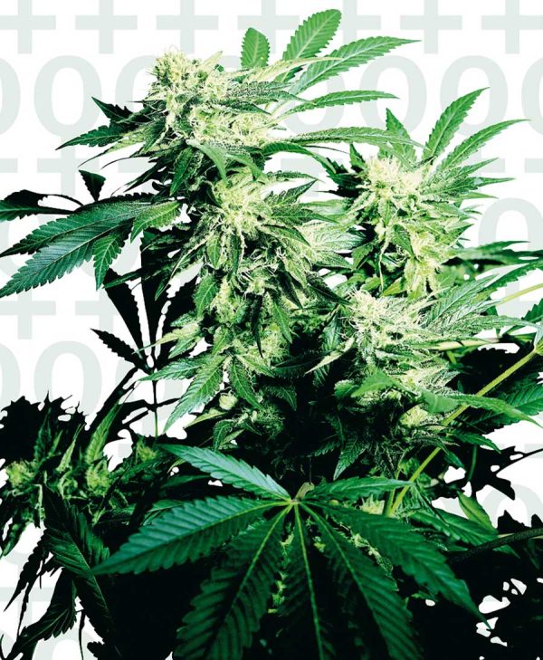 Skunk Kush Feminized Sensi Seeds