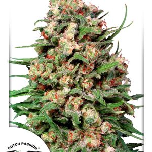 Skunk #1 Dutch Passion