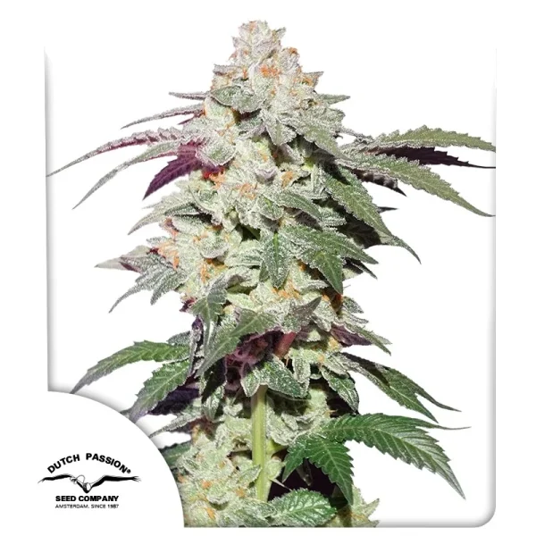Skywalker Haze Dutch Passion