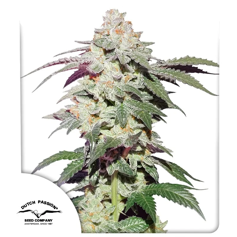 Skywalker Haze Dutch Passion
