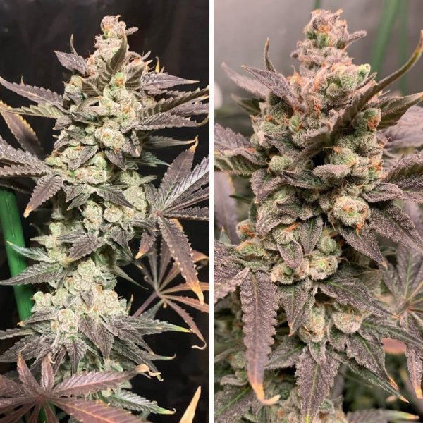 Auto Skywalker Haze Dutch Passion