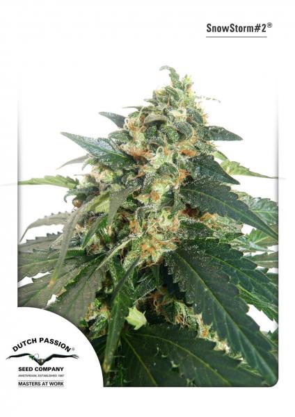 Auto Snowstorm #2 Dutch Passion