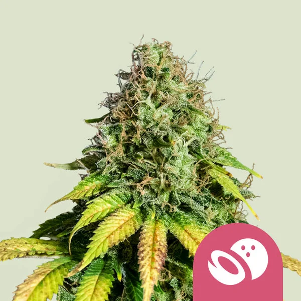 Somango XL Royal Queen Seeds