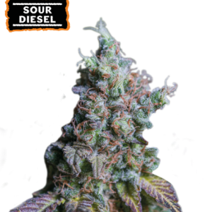 Sour Diesel Auto Seedstockers