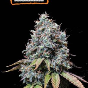 Sour Diesel Seedstockers