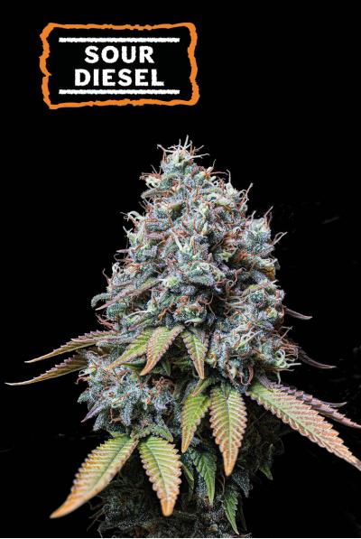 Sour Diesel Seedstockers