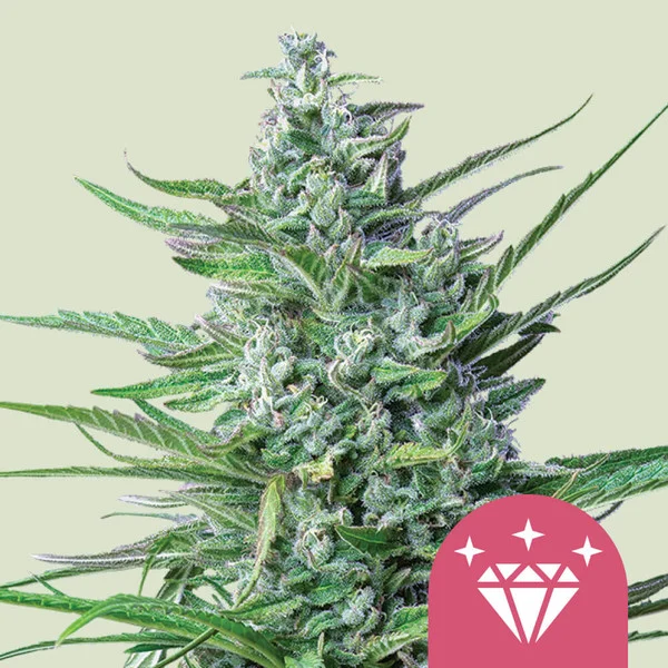 Special Kush No. 1 Royal Queen Seeds