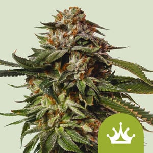 Special Queen No. 1 Auto Royal Queen Seeds