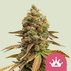 Special Queen No. 1 Royal Queen Seeds