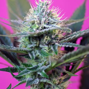 +Speed Auto Sweet Seeds
