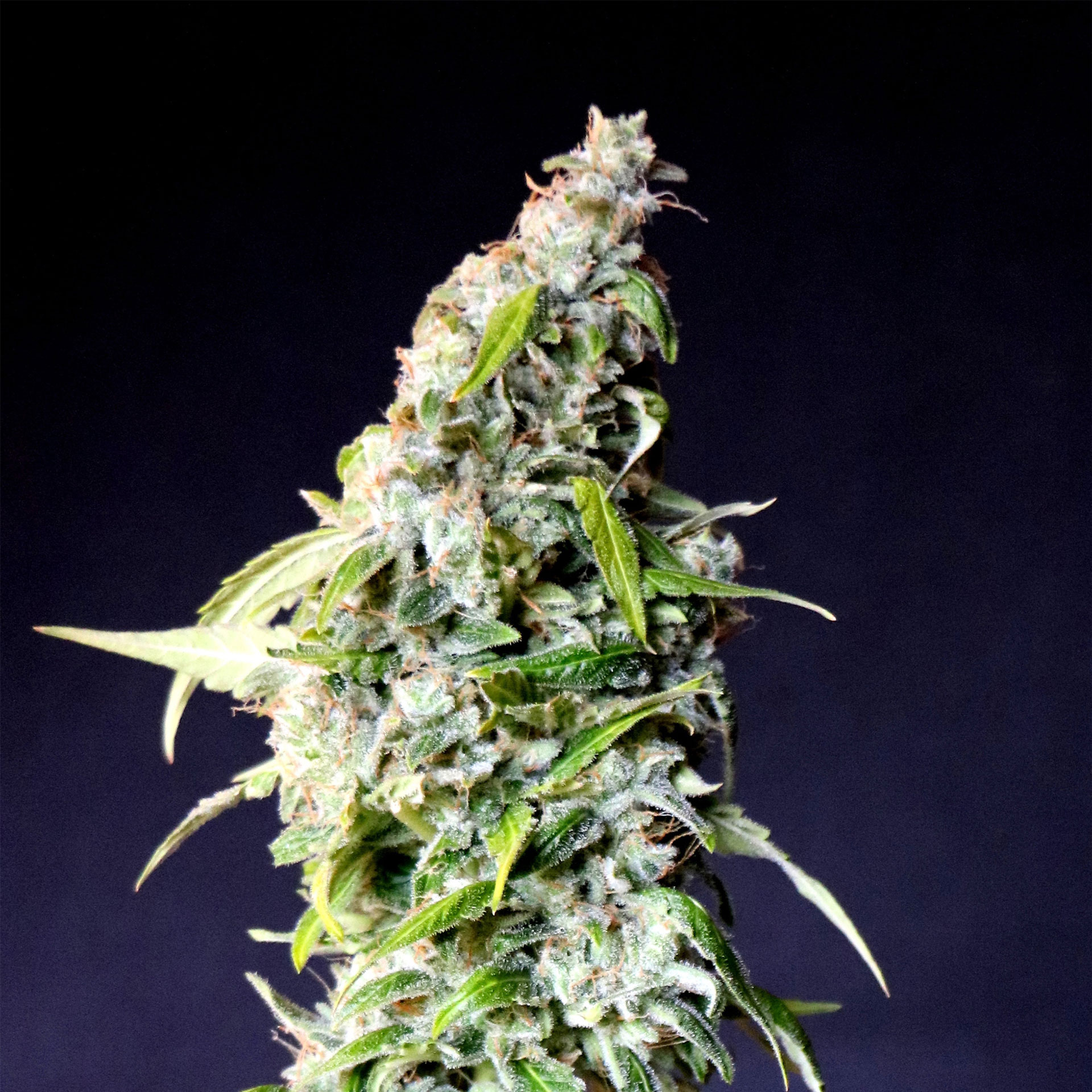 Speedy Boom Auto – majhna, gosta autoflower rastlina z bleščečimi trihomi in kompaktno vršno maso.