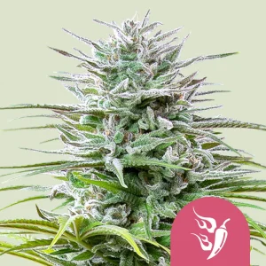 Speedy Chile Fast Flowering Royal Queen Seeds