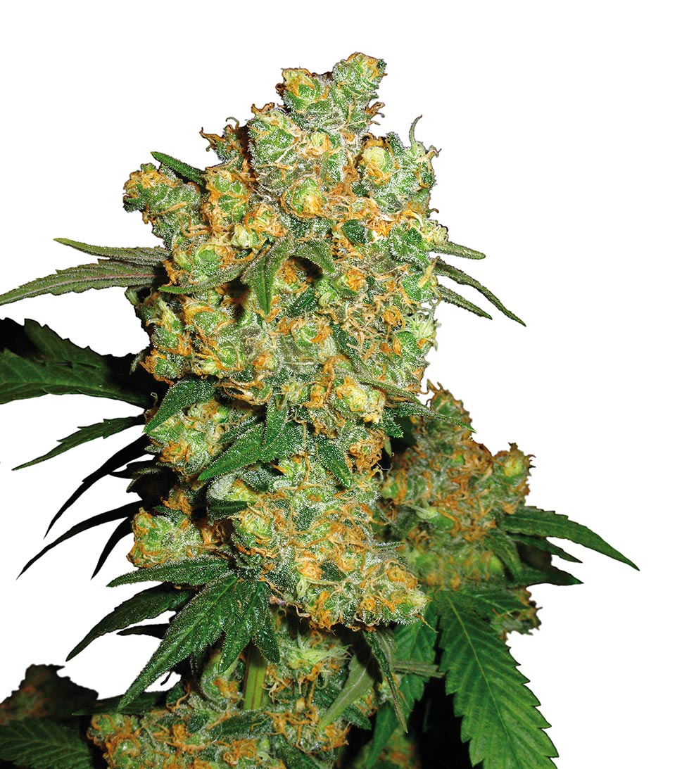Big Bud Sensi Seeds