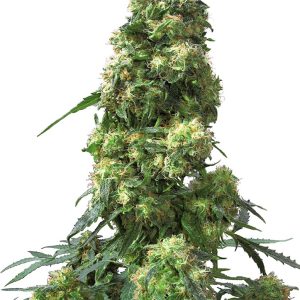 Early Skunk Sensi Seeds