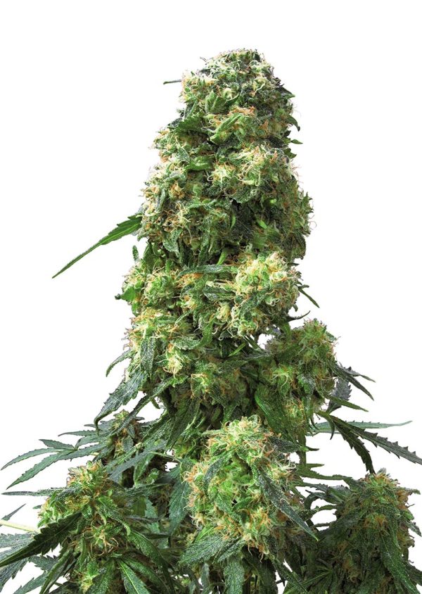 Early Skunk Sensi Seeds