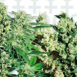 Sensi Seeds Feminized Mix