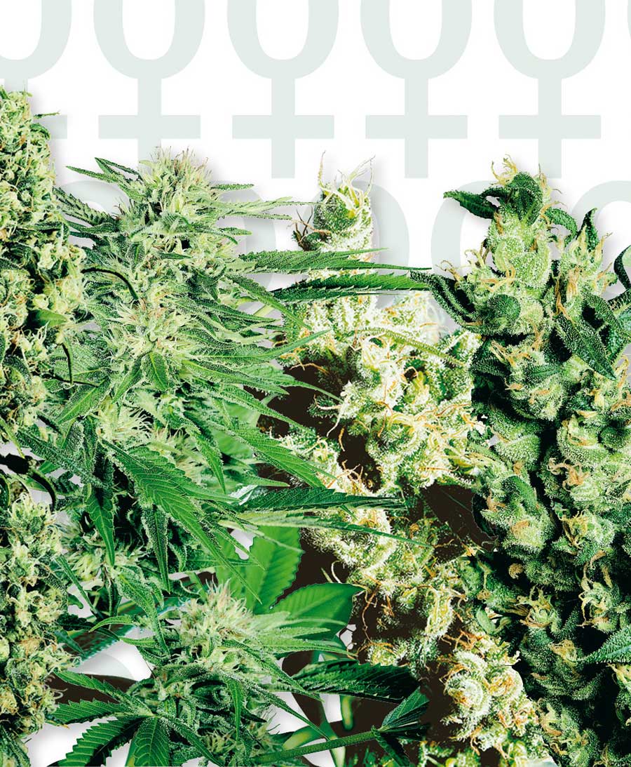Sensi Seeds Feminized Mix