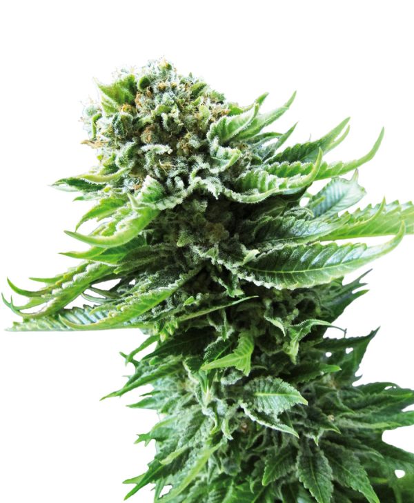 Northern Lights Auto Sensi Seeds