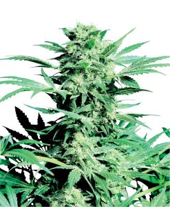 Shiva Skunk Sensi Seeds