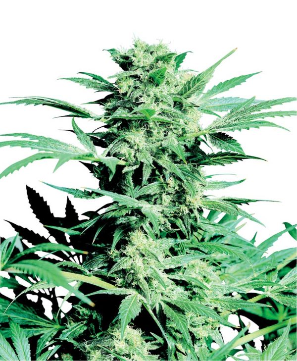 Shiva Skunk Sensi Seeds