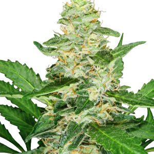 Super Skunk Automatic Sensi Seeds