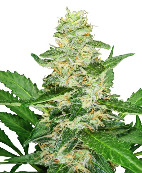 Super Skunk Automatic Sensi Seeds