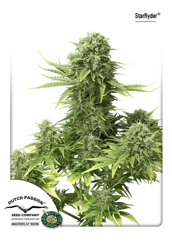 Auto StarRyder Dutch Passion