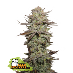 Sticky Fingers Auto Seedstockers