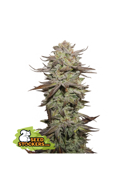 Sticky Fingers Auto Seedstockers