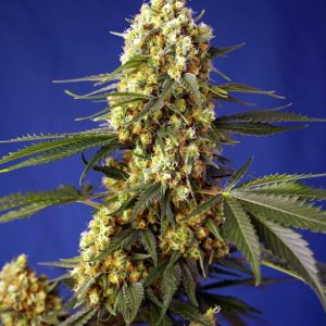 Strawberry Banana Gelato XL Auto Sweet Seeds