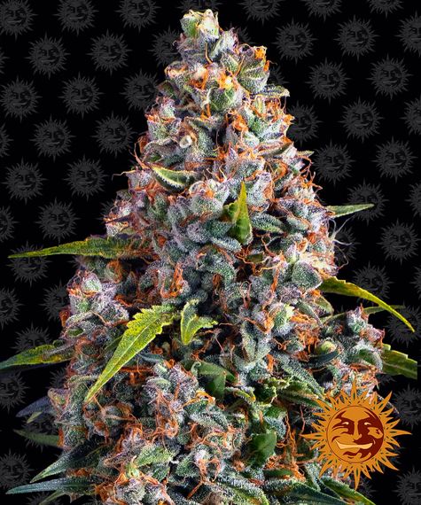 Strawberry Cheesecake Auto Barney's Farm