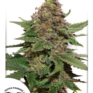 Cvetovi Strawberry Cough s svetlo zelenimi brsti, oranžnimi pestiči in vijoličnimi odtenki, prekriti z gosto smolo.