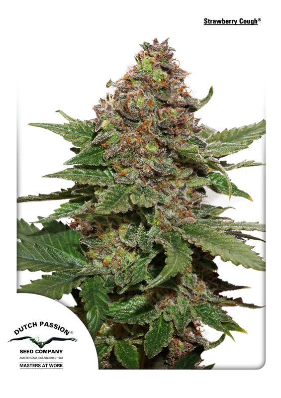 Cvetovi Strawberry Cough s svetlo zelenimi brsti, oranžnimi pestiči in vijoličnimi odtenki, prekriti z gosto smolo.