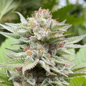 Avto sativa konopljina sorta Kannabia Strawberry Haze Auto z jagodno-citrusnimi cvetovi in oranžnimi laski