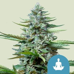 Stress Killer Auto rastlina z gostimi cvetovi, citrusno-haze aromo in kompaktnim, autoflowering rastnim vzorcem za indoor ali outdoor gojenje.Stress Killer Auto rastlina z gostimi cvetovi, citrusno-haze aromo in kompaktnim, autoflowering rastnim vzorcem za indoor ali outdoor gojenje.