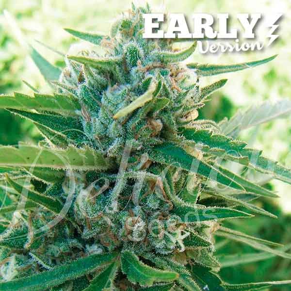 Sugar Black Rose Early Version Delicious Seeds