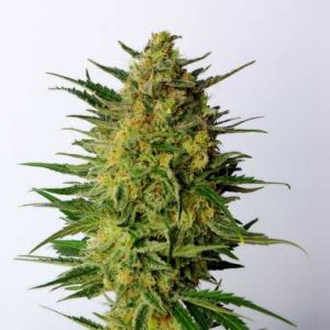 Super AK Kannabia – sativa dominantna konopljina rastlina z velikimi smolnatimi cvetovi in oranžnimi pestiči.