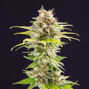 Super OG Kush semena Kannabia