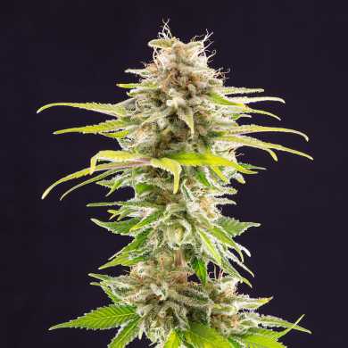 Super OG Kush semena Kannabia