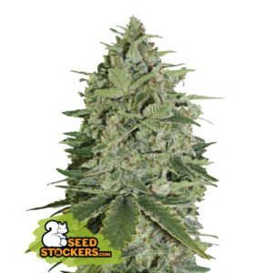 Super Skunk Auto Seedstockers