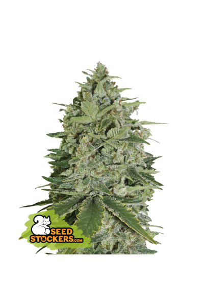 Super Skunk Auto Seedstockers