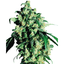 Super Skunk Feminized Sensi Seeds
