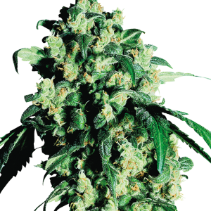 Super Skunk Seedstockers