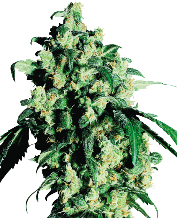 Super Skunk Seedstockers