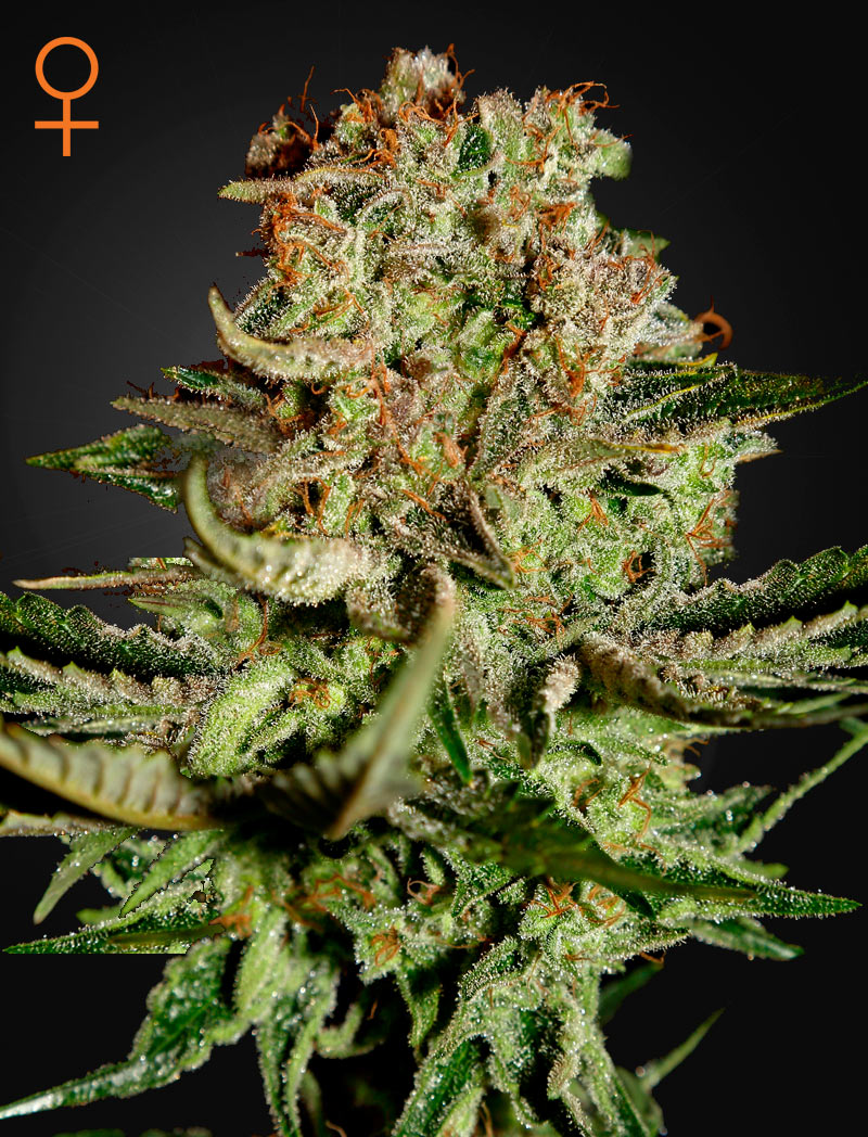 Super Bud Green House
