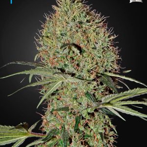 Super Bud Auto Green House