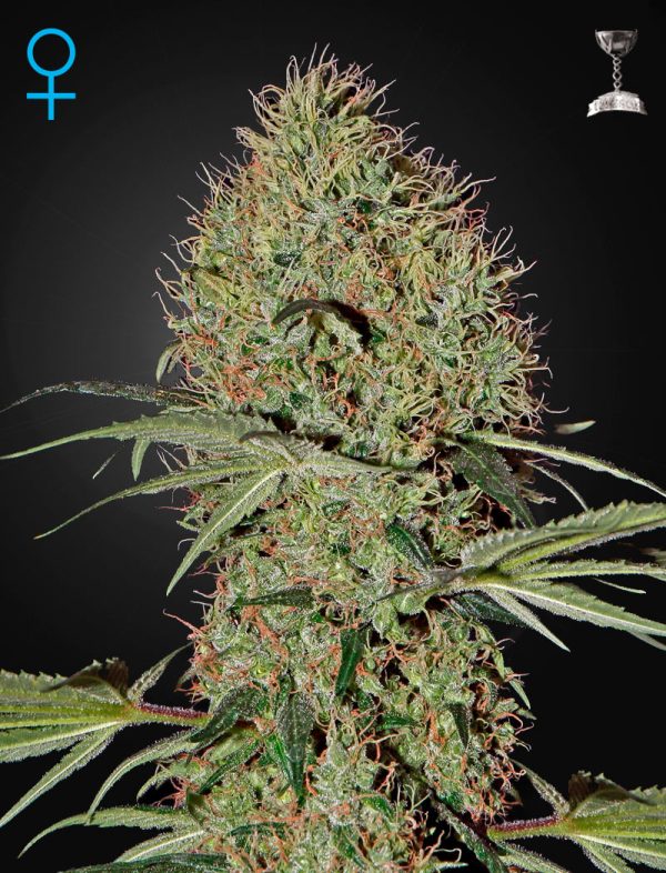 Super Bud Auto Green House