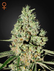 Super Critical Green House