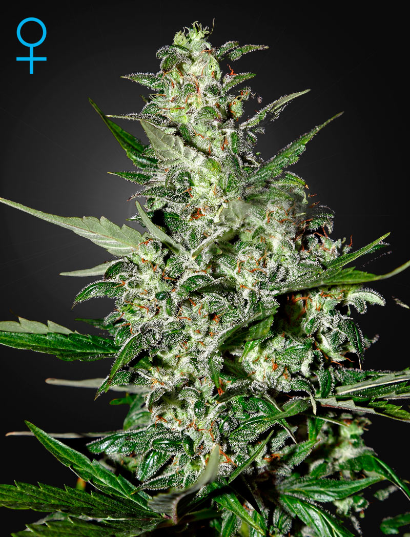 Super Critical Auto Green House